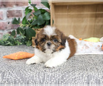Small #4 Shih Tzu