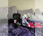 Small #3 Jack Russell Terrier Mix