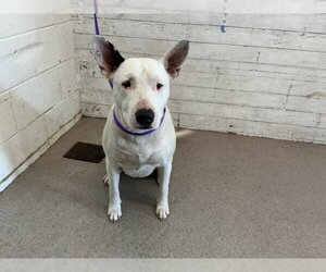 Bull Terrier-Unknown Mix Dogs for adoption in San Bernardino, CA, USA
