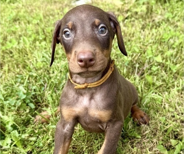 Medium Photo #3 Doberman Pinscher Puppy For Sale in POMEROY, OH, USA
