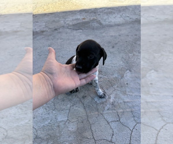 Medium Photo #1 German Wirehaired Pointer Puppy For Sale in TOOELE, UT, USA