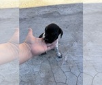 Puppy 4 German Wirehaired Pointer