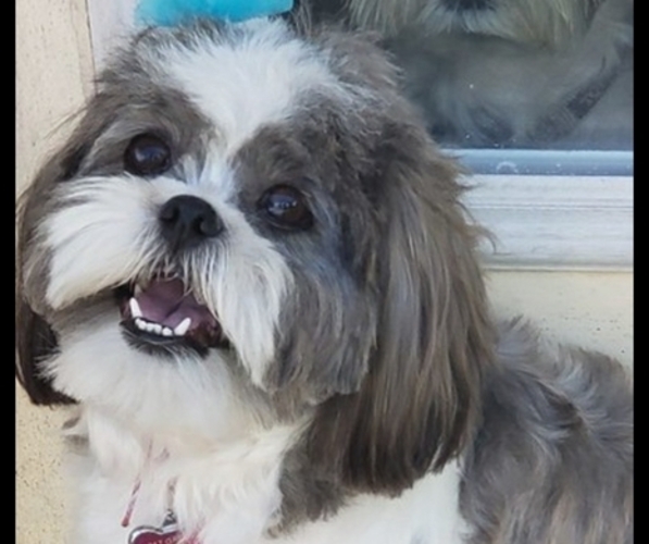 Medium Photo #1 Shih Tzu Puppy For Sale in METAIRIE, LA, USA