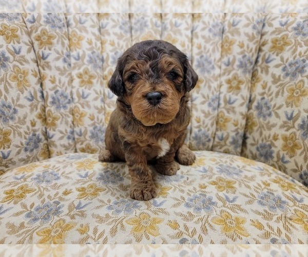 Medium Photo #2 Miniature Bernedoodle Puppy For Sale in CUBA CITY, WI, USA