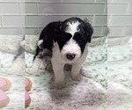 Small Photo #13 Sheepadoodle Puppy For Sale in BROOKSVILLE, FL, USA