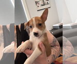 Small #1 Australian Terrier-German Shepherd Dog Mix