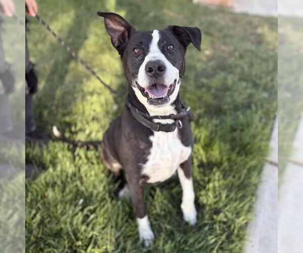 Medium Photo #1 Mutt Puppy For Sale in Modesto, CA, USA