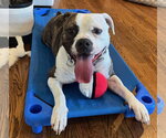 Small #7 Boxer Mix