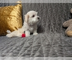 Small Photo #13 Maltese Puppy For Sale in OCALA, FL, USA