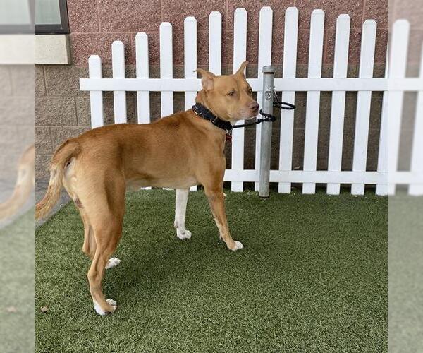 Medium Photo #1 Mutt Puppy For Sale in Modesto, CA, USA