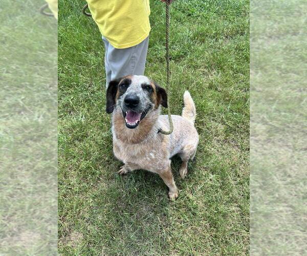 Medium Photo #1 Mutt Puppy For Sale in Abbeville, LA, USA