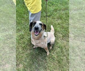 Mutt Dogs for adoption in Abbeville, LA, USA