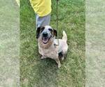 Small Mutt