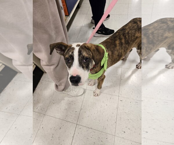 Medium Photo #11 Mutt Puppy For Sale in Minneapolis, MN, USA