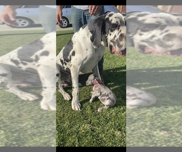 Medium Photo #3 Great Dane Puppy For Sale in NORCO, CA, USA
