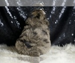 Small #6 Goldendoodle (Miniature)