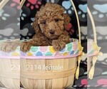 Small Photo #3 Poodle (Toy) Puppy For Sale in CLARE, IL, USA