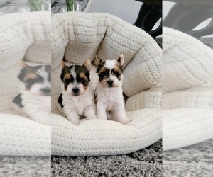 Yorkshire Terrier Puppy for sale in PALMDALE, CA, USA