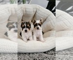 Image preview for Ad Listing. Nickname: tiny tcup parti