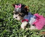 Small Photo #6 Biewer Yorkie Puppy For Sale in SARASOTA, FL, USA