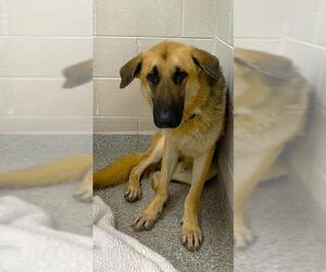 German Shepherd Dog Dogs for adoption in Naples, FL, USA
