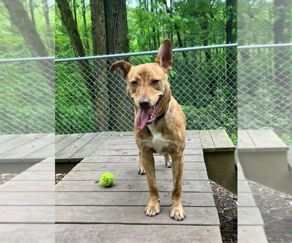 Medium Photo #24 Mutt Puppy For Sale in Ellijay, GA, USA