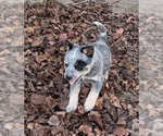 Small #5 Australian Cattle Dog