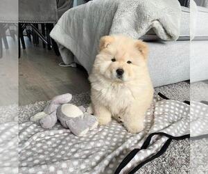 Chow Chow Puppy for sale in RIVERSIDE, CA, USA