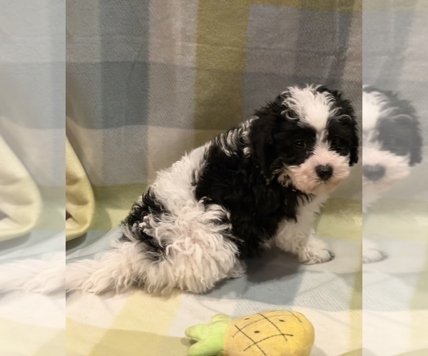 Medium Photo #9 Havapoo Puppy For Sale in GUTHRIE, KY, USA