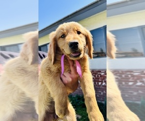 Golden Retriever Puppy for sale in BAKERSFIELD, CA, USA