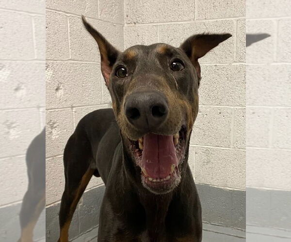 Medium Photo #3 Doberman Pinscher Puppy For Sale in Lawrenceville, NJ, USA