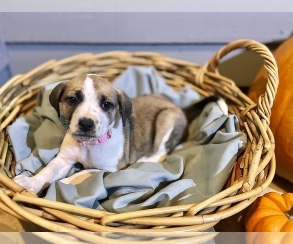 Medium Photo #14 Mutt Puppy For Sale in GRIFFIN, GA, USA