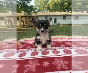 Pembroke Welsh Corgi Puppy for sale in CARTHAGE, MO, USA