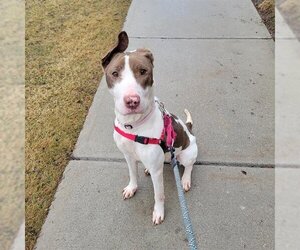 Bull Terrier-Unknown Mix Dogs for adoption in Vaughan, Ontario, Canada