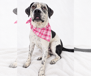 Brittany-Unknown Mix Dogs for adoption in Mt. Laurel, NJ, USA
