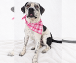 Patches - Female Brittany-Unknown Mix Dog for Adoption - Small photo