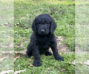 Bernedoodle-Goldendoodle Mix Puppy for Sale in LIVINGSTON, Texas USA