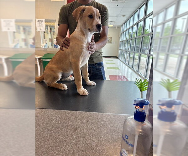 Medium Photo #1 Labrador Retriever-Unknown Mix Puppy For Sale in Plano, TX, USA