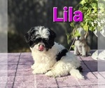 Image preview for Ad Listing. Nickname: Lila