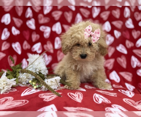 Medium Photo #6 Bichpoo Puppy For Sale in LAKELAND, FL, USA