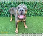 Small Rottweiler-American Pit Bull Terrier