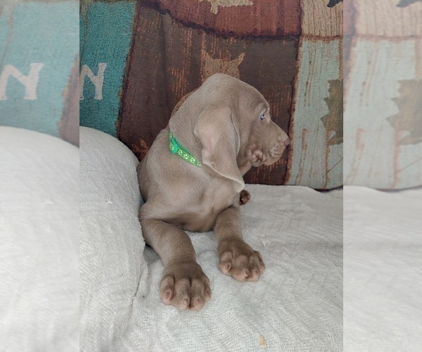 Medium Photo #6 Weimaraner Puppy For Sale in LEWISBURG, KY, USA