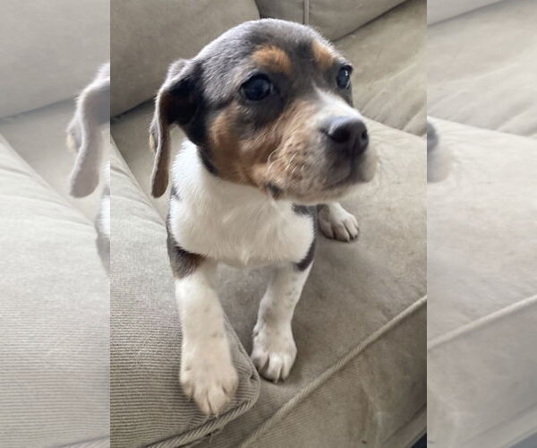 Medium Photo #1 Beagle-Unknown Mix Puppy For Sale in Pottstown, PA, USA