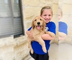 Small Photo #3 Golden Retriever Puppy For Sale in COMFORT, TX, USA