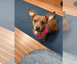 Chihuahua Dogs for adoption in Polson, MT, USA