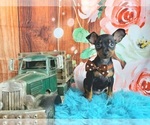 Small Photo #1 Miniature Pinscher Puppy For Sale in CARTHAGE, TX, USA