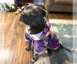 Small #8 Staffordshire Bull Terrier Mix