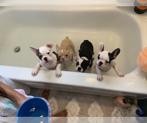 French Bulldog Puppy for sale in WILLIAMSTOWN, NJ, USA