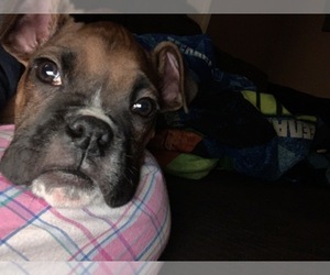 Boxer Puppy for sale in ANDOVER, MA, USA