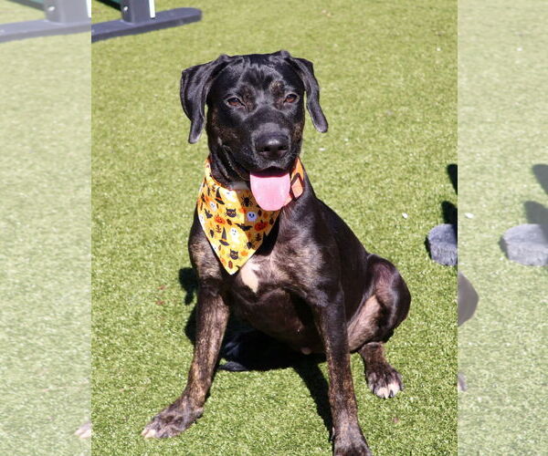 Medium Photo #1 Labrador Retriever-Unknown Mix Puppy For Sale in Rockaway, NJ, USA